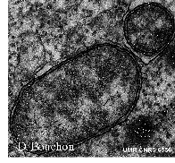 wp4107a415_0f.jpg
